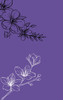 Marigold Aster
