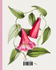 Vintage Botanical Flowers
