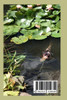 Moss Puppy Magazine Issue 01