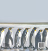Penguins Like Warm Climates Too! Animal Books for Kids 9-12 | Children's Animal Books