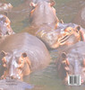 Animal Extinction and Preservation - Animal Books | Children's Animal Books