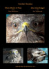 Three Birds of Prey - Drei Greifvögel