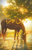 وهربت الأميرة