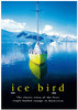 Ice Bird