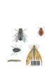 Die Orthopteren Europas / The Orthoptera of Europe