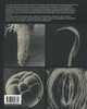Scanning Electron Microscopy in BIOLOGY