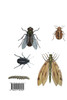 A Systematic Catalogue of the Genus Zygaena Fabricius (Lepidoptera