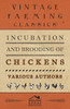 Incubation and Brooding of Chickens