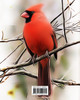 "How Will You Know?" Says The Red Bird