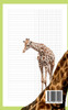 Giraffen fressen den ganzen Tag