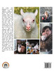 Hagrid The Tiny Lamb With The Big Name