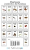 Earwig