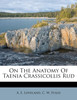 On The Anatomy Of Taenia Crassicollis Rud