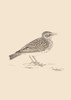 SONNETS FOR BIRDS