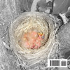 Robins in the Hood