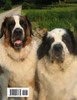 Stop and Smell the Boxwoods (Lessons Learned from Dakota the Dog)
