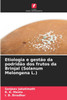 Etiologia e gestão da podridão dos frutos da Brinjal (Solanum Melongena L.)