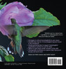 AMAZING HUMMINGBIRDS YOU CAN FIND IN ARIZONA