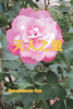 天人之道 : The Way of Universe and Human by Benevolence Kuo (Paperback)