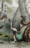 Anaconda by Horacio Quiroga (Hardcover)