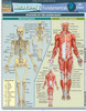 Anatomy Fundamentals: Life Science