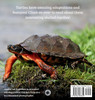 Turtle Snoots, Scutes, and Toots? Fascinating Turtle Facts by Jessica Lee Anderson (Hardcover)