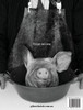 Oink