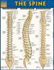 The Spine