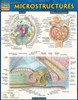 Anatomy: Microstructures