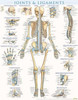 Joints & Ligaments - Laminated