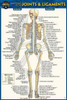 Anatomy of the Joints & Ligaments (Pocket-Sized Edition - 4x6 Inches)