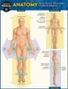 Anatomy - Directions, Planes, Movements & Regions