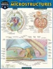 Anatomy Microstructures