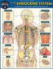 Anatomy of the Endocrine System