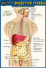 Anatomy of the Digestive System (Pocket-Sized Edition - 4x6 Inches)