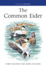Common Eider