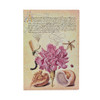 Pink Carnation (Mira Botanica) Midi Lined Softcover Flexi Journal (Elastic Band Closure)