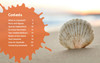 Did You Know? Australian Seashells