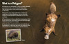 Did You Know? Platypus