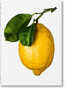 Gourmand's Lemon