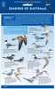 Seabirds - ID Chart