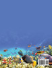Animals That Swim