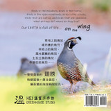 On The Wing 翅膀 - North American Birds 2 On The Wing 翅膀 - North American Birds 2