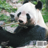 The Cute and Cuddly Giant Pandas - Animal Book Age 5 | Children's Animal Books The Cute and Cuddly Giant Pandas - Animal Book Age 5 | Children's Animal Books