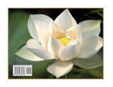 Shrii Shrii Anandamurti 100 Facets of His Life, Mission and Teachings