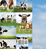 Cow Cow Cow Cow Cow Cow