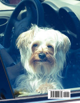 A Day in the Life of a Yorkie Named Zander A Day in the Life of a Yorkie Named Zander