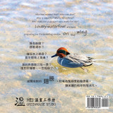 On the Wing 翅膀 - North American Birds 5 On the Wing 翅膀 - North American Birds 5