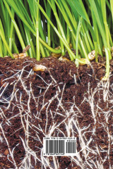 The Soil and Health The Soil and Health