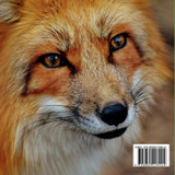 The Magical Red Fox The Magical Red Fox
